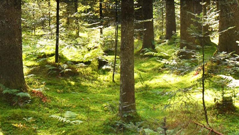 Wir führen sämtliche Nadelholzarten aus dem Schwarzwald